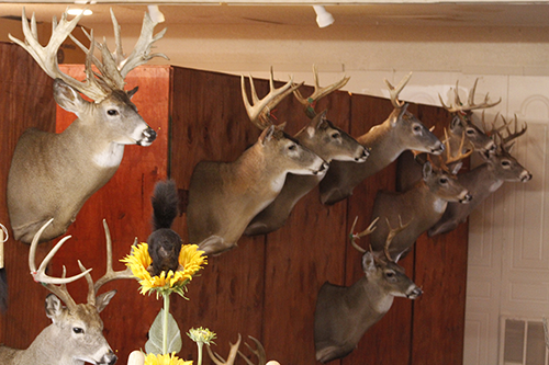 Fallow in progress