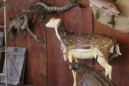 Fallow Deer