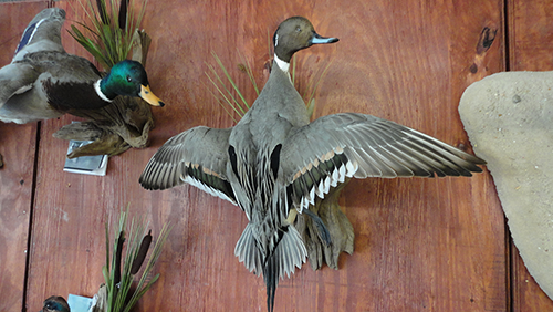 Bird mounts