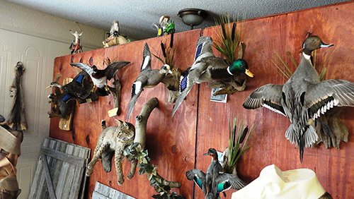 Bird mounts