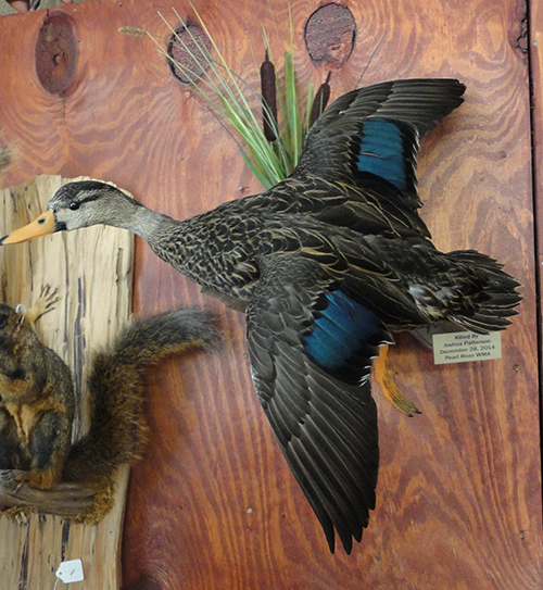 Bird mounts