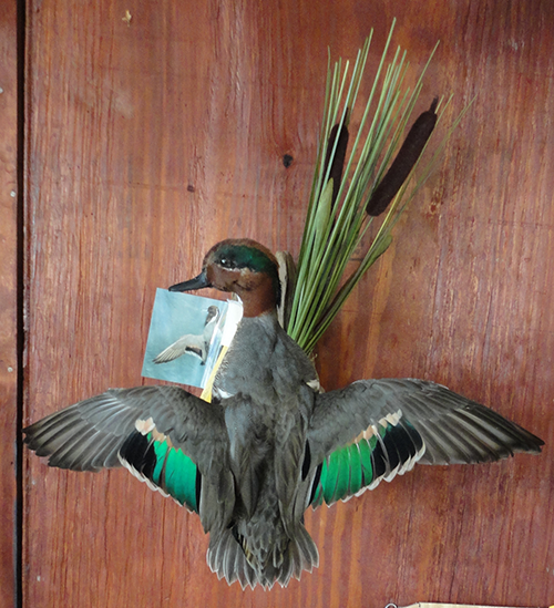 Bird mounts