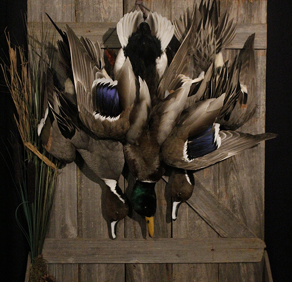 Bird mounts