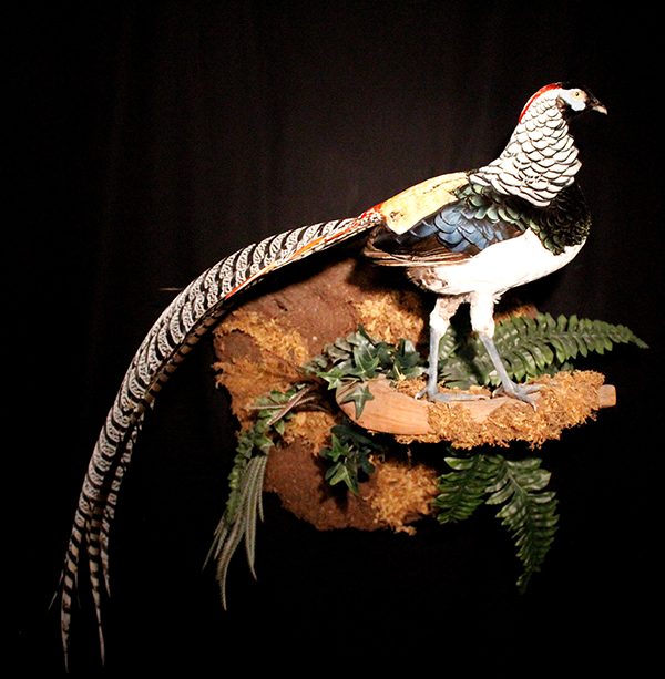Bird mounts