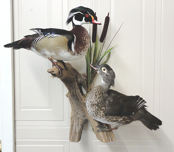 Bird mounts