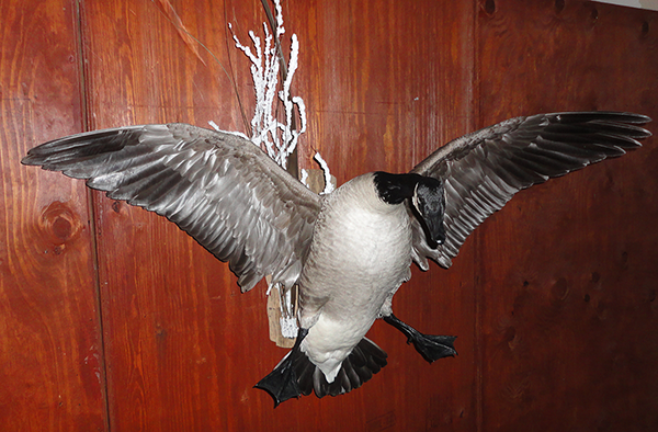 Bird mounts