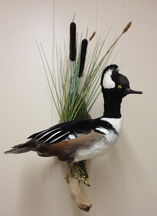 Bird mounts