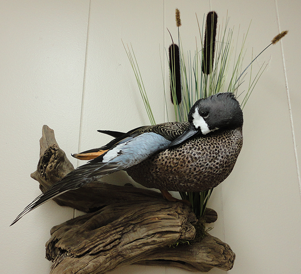 Bird mounts