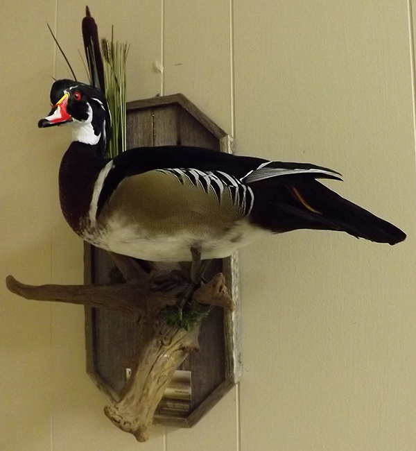 Bird mounts