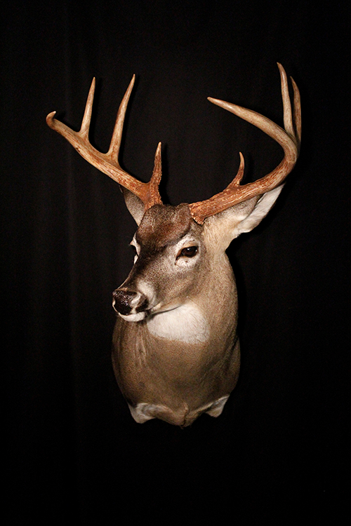 Deer mountr