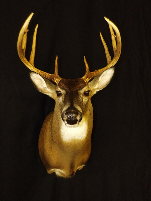 Deer mount