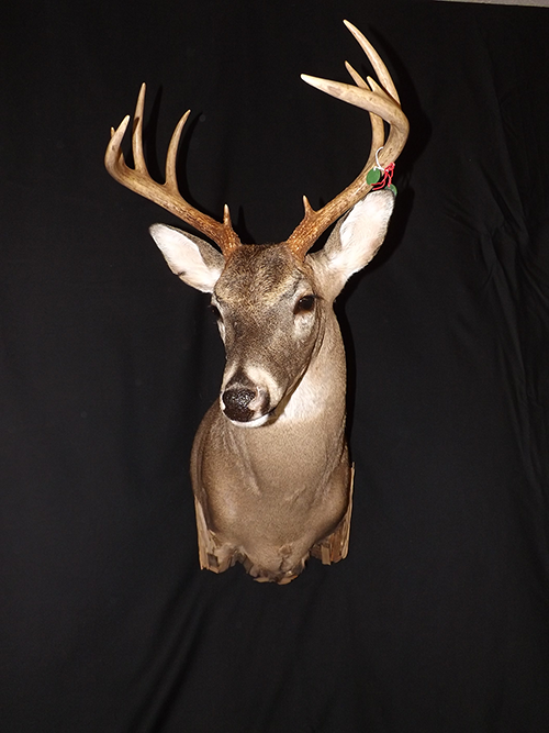 Deer mount