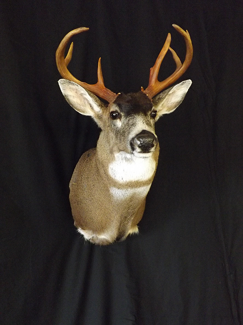 Deer mount
