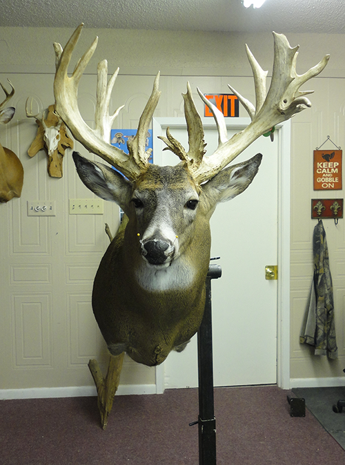 Deer mount