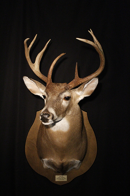 Deer mount