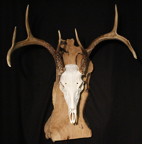 Deer mounts