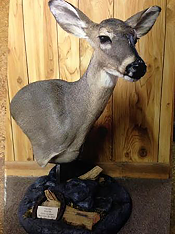 Deer mount