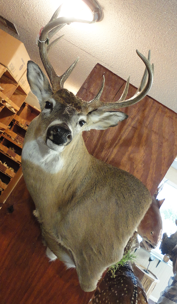 Deer mount