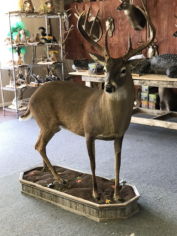 Deer mount