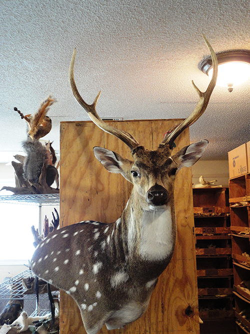Exotic mount