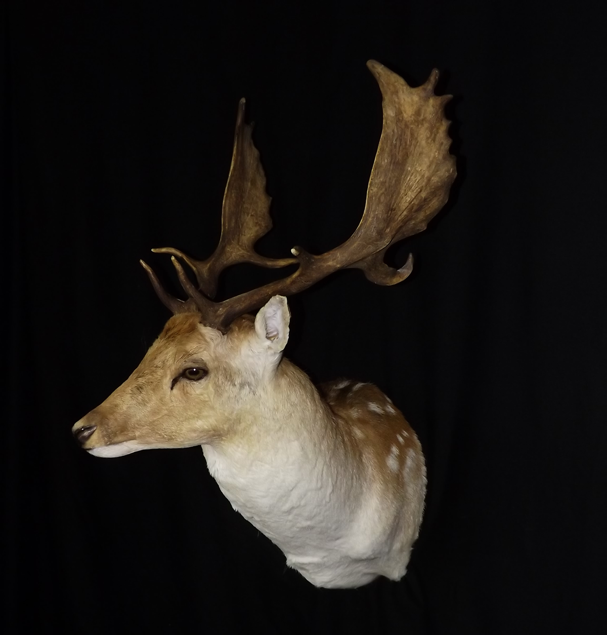 Exotic mount