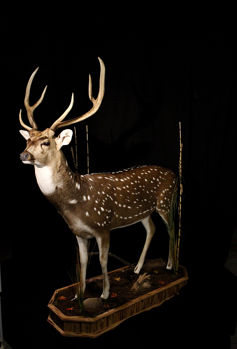 Exotic mount
