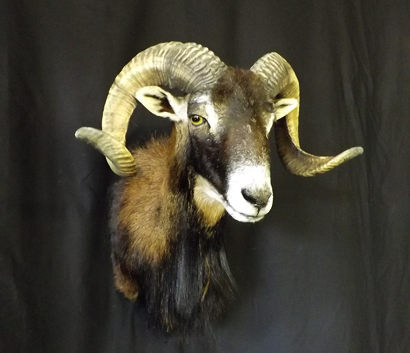 Exotic mount