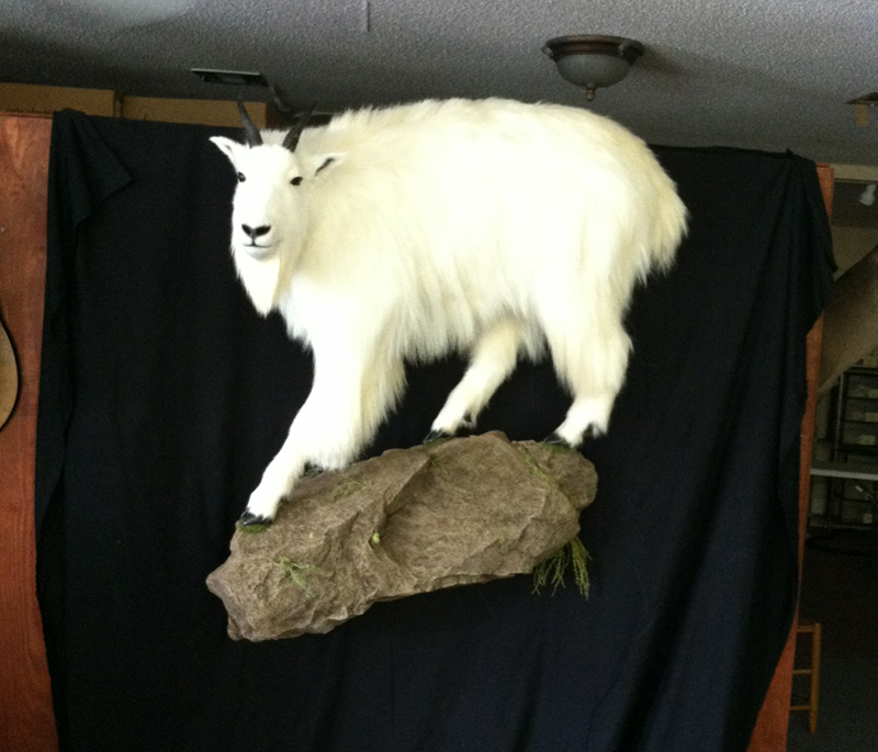 Exotic mount