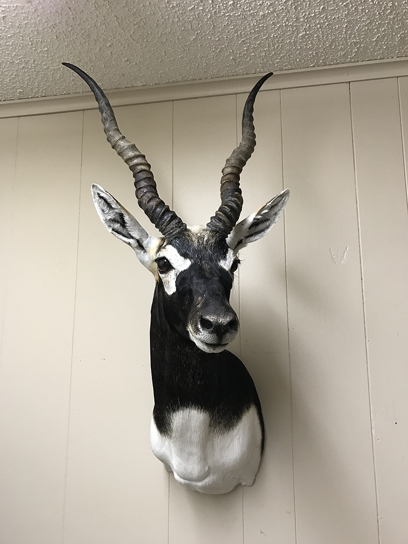 Exotic mount