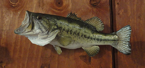 Fish and Reptile mounts