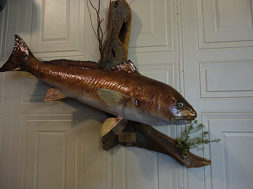 Fish and Reptile mounts