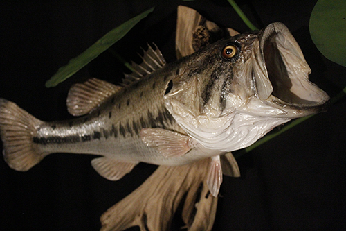 Fish and Reptile mounts