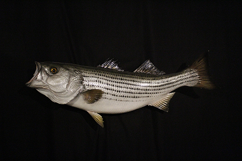 Fish and Reptile mounts