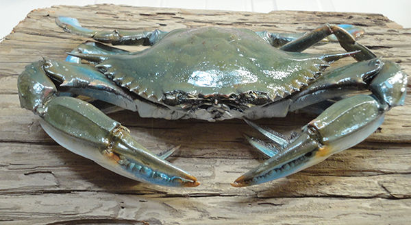 Fish and Reptile mounts