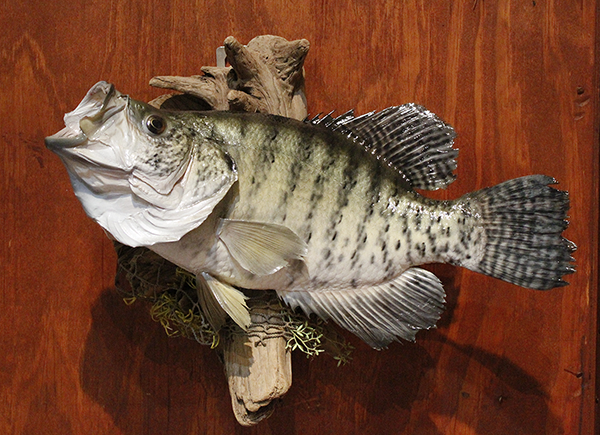 Fish and Reptile mounts