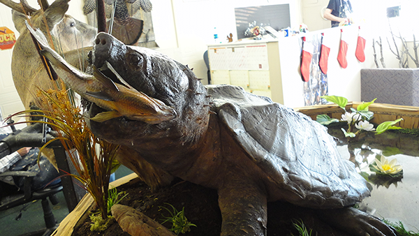 Fish and Reptile mounts