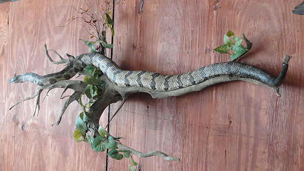 Fish and Reptile mounts