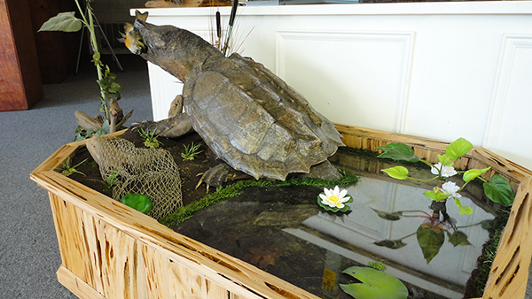 Fish and Reptile mounts