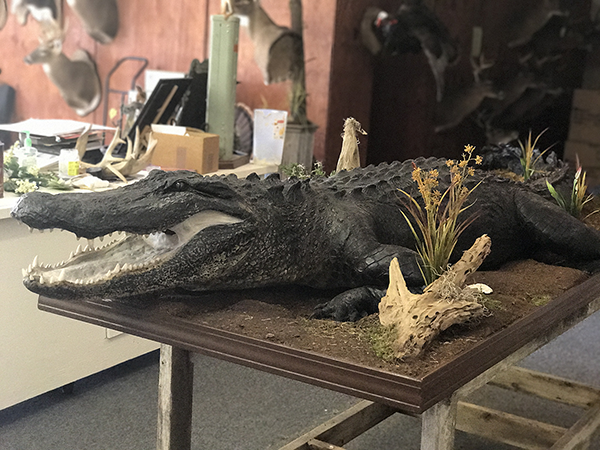 Fish and Reptile mounts