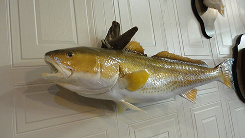 Fish and Reptile mounts