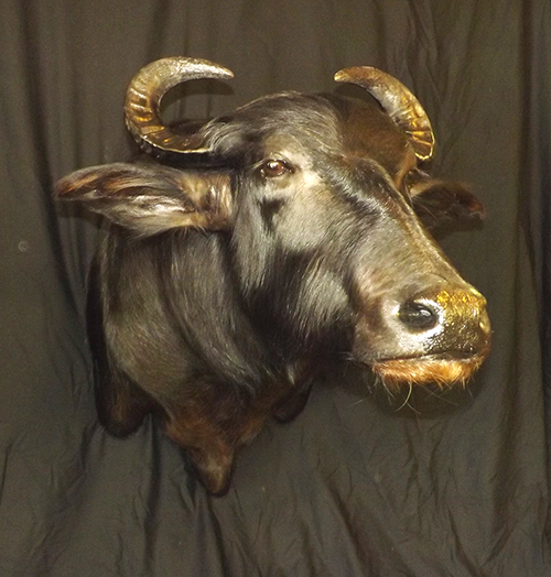 Exotic mount