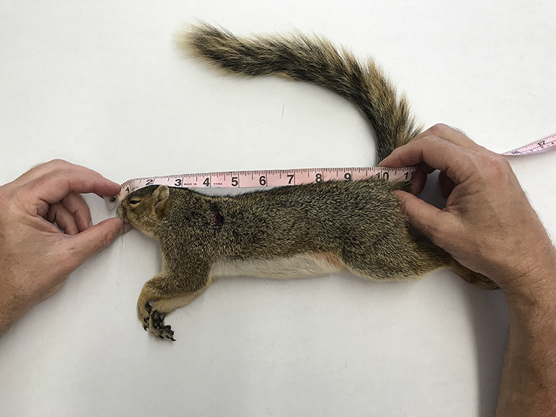 How to measure