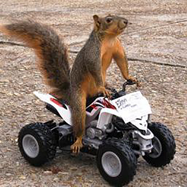 Squirrel mounts