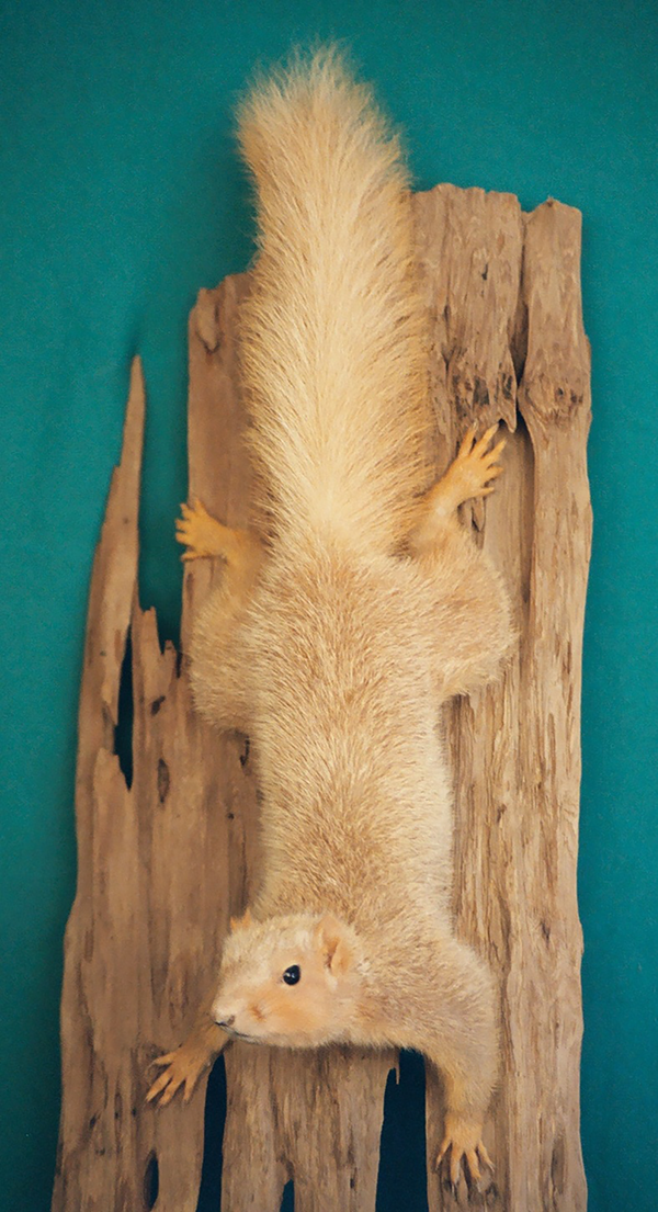 Squirrel mounts