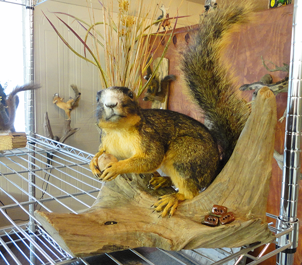 Squirrel mounts