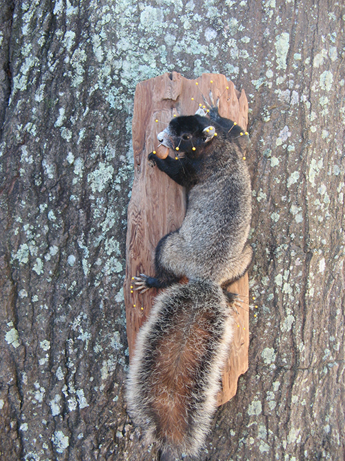 Squirrel mountse