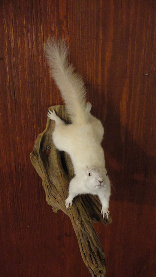 Squirrel mounts