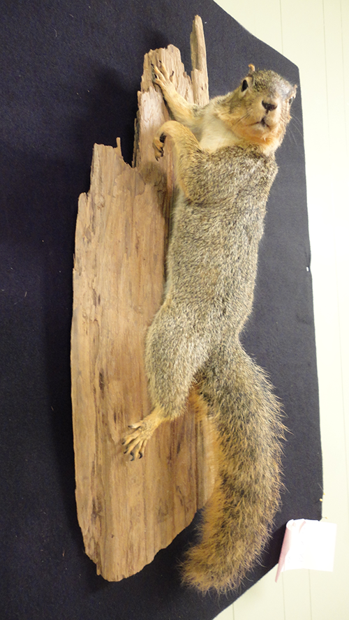 Squirrel mounts