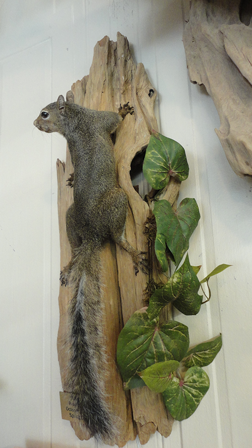 Squirrel mounts