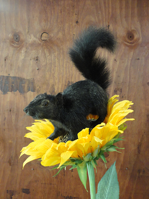 Squirrel mounts